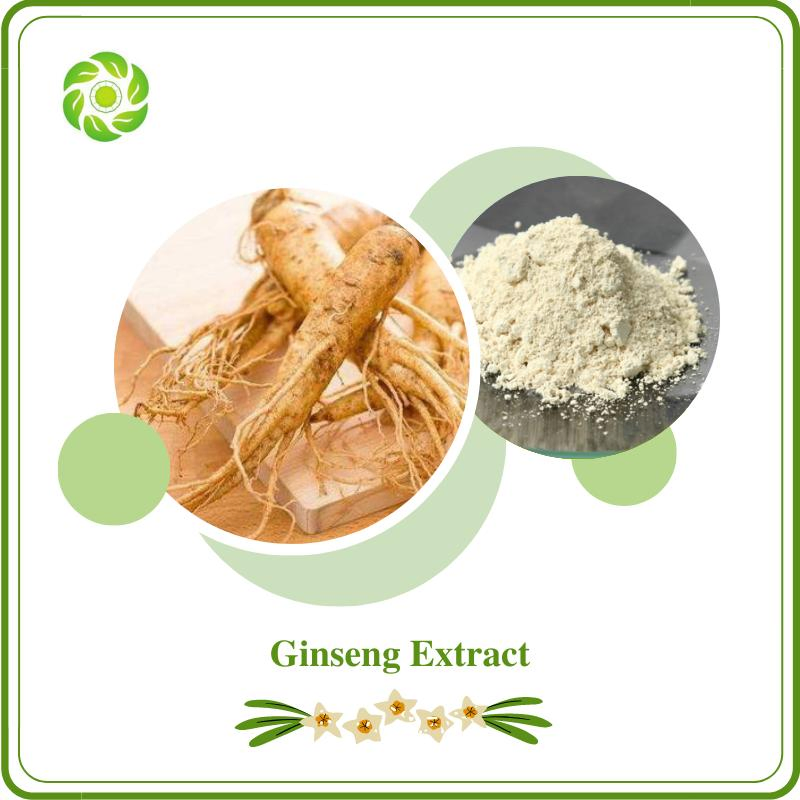 Biotecnologia do Bem-Estar Mundial 5%-80% Ginsenosídeos UV 5%-60%Ginsenosides HPLC Extrato de Panax Ginseng