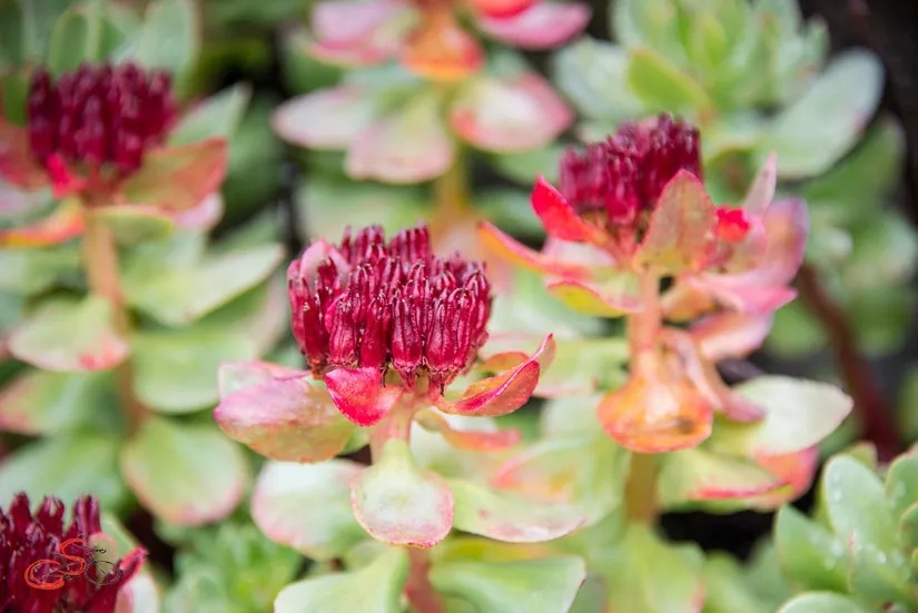 Extrato de Rhodiola Rosea 3% Salidrosídeo Alívio do Estresse e Foco