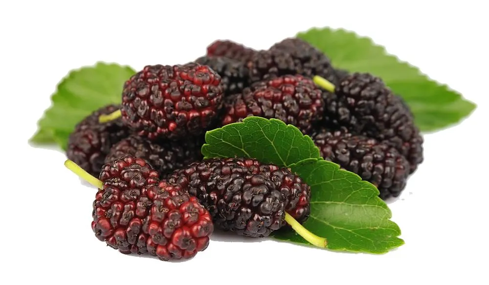 Extrato de Fruta de Amora Certificado ISO Puro Natural Extrato de Planta Forte Antioxidante Antocianidinas 25%