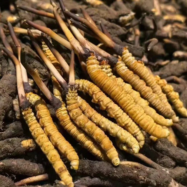 Cápsula de Extrato de Cogumelo Cordyceps Premium Suplemento de Saúde para Aumento da Imunidade