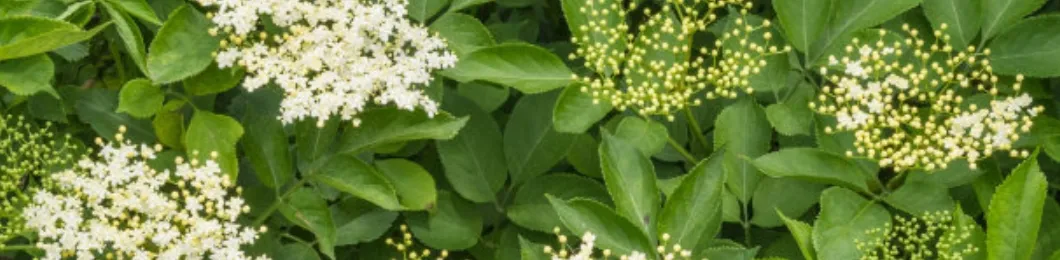 Pó de Extrato de Planta Pó de Folha de Sabugueiro Antioxidante Natural Aumentar