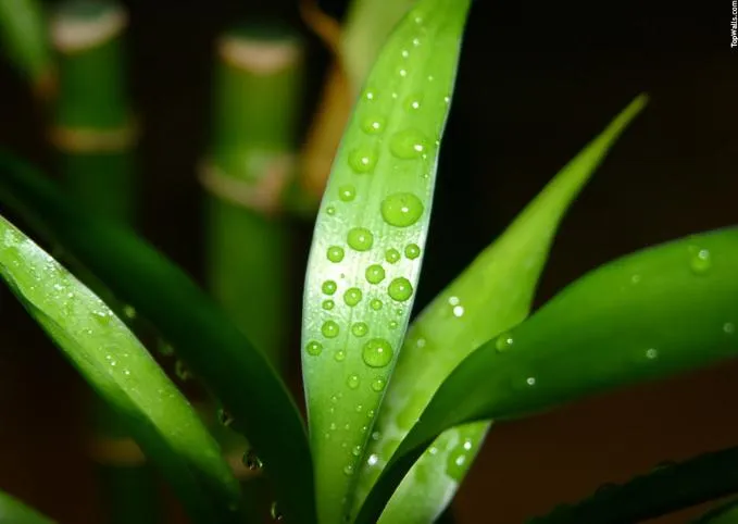 Flavonoides de Folha de Bambu