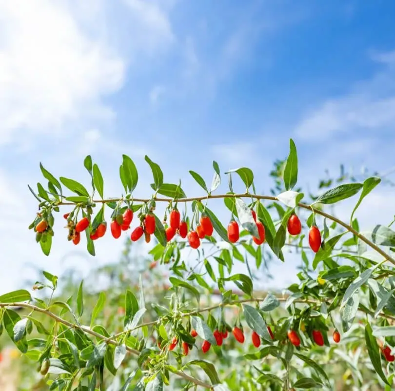Extrato de Casca de Raiz de Goji de Alta Pureza e Segurança