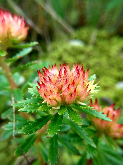 Extrato de Rhodiola Rosea 3% Salidrosídeo Alívio do Estresse e Foco