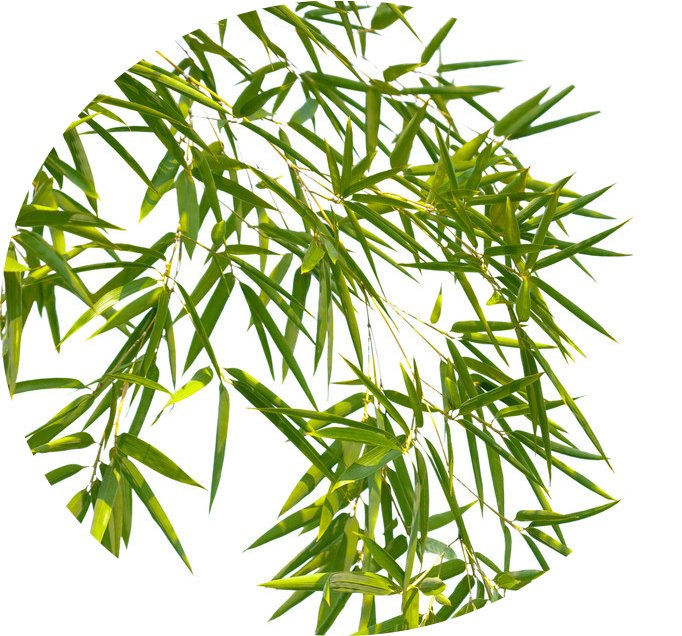 Extrato Natural de Folha de Bambu Comext 100% Pó Puro de Folha de Bambu
