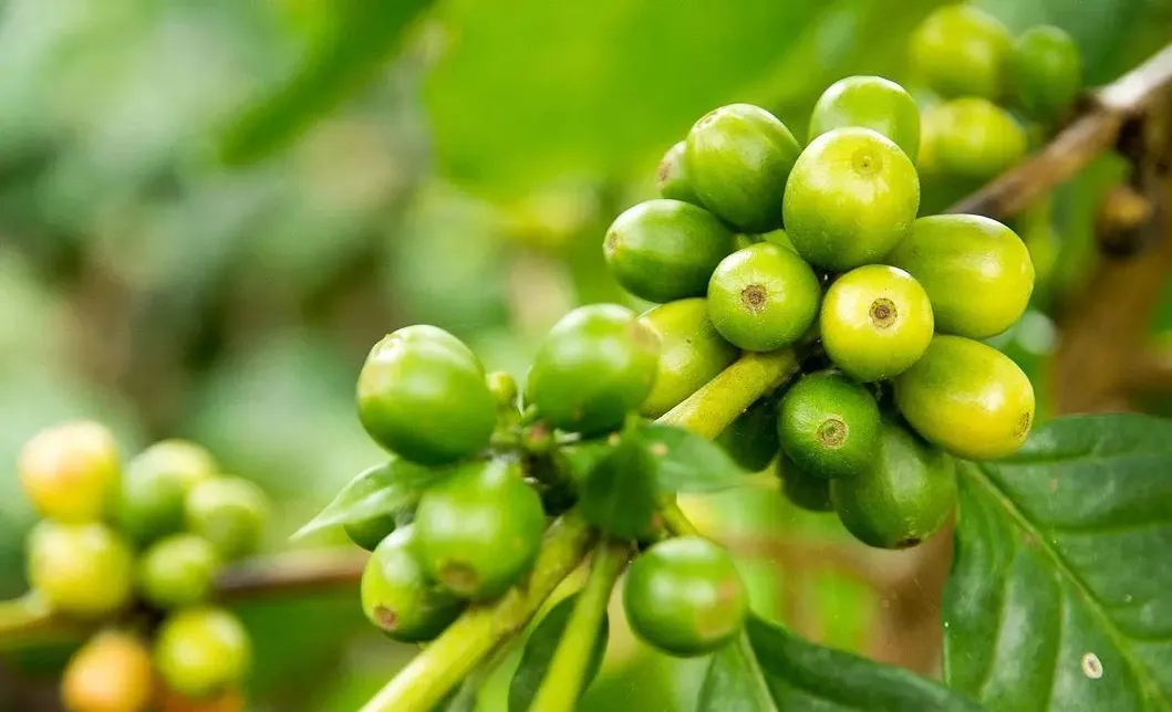 Extrato de Grão de Café Verde Natural Halar e Certificado Kosher
