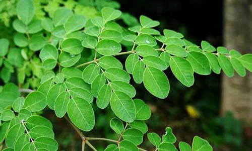 Extrato de planta de bem-estar mundial, pó de moringa antioxidante, moringa anti-inflamatória, moringa oleifera, extrato de moringa, moringa antibacteriana, extrato de folha de moringa