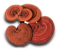 Extrato de Cogumelo Reishi para Antitumor usado em Suplemento Diário
