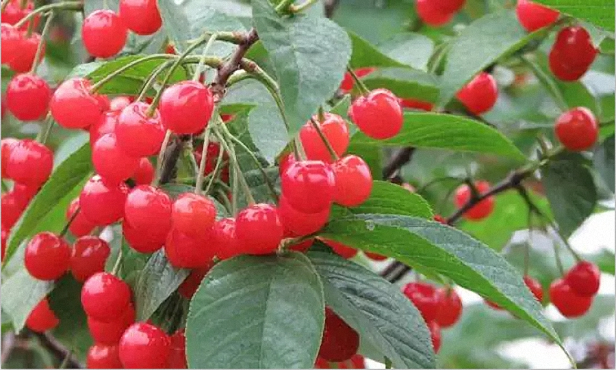 Vitamina C Natural do Extrato de Cereja Acerola