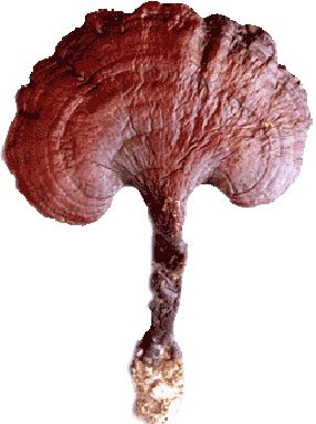 Extrato de Cogumelo Reishi para Antitumor usado em Suplemento Diário
