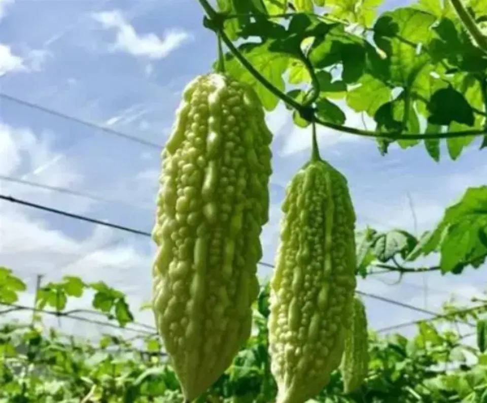 Extratos de plantas antioxidantes anti-inflamatórios Extrato de melão amargo