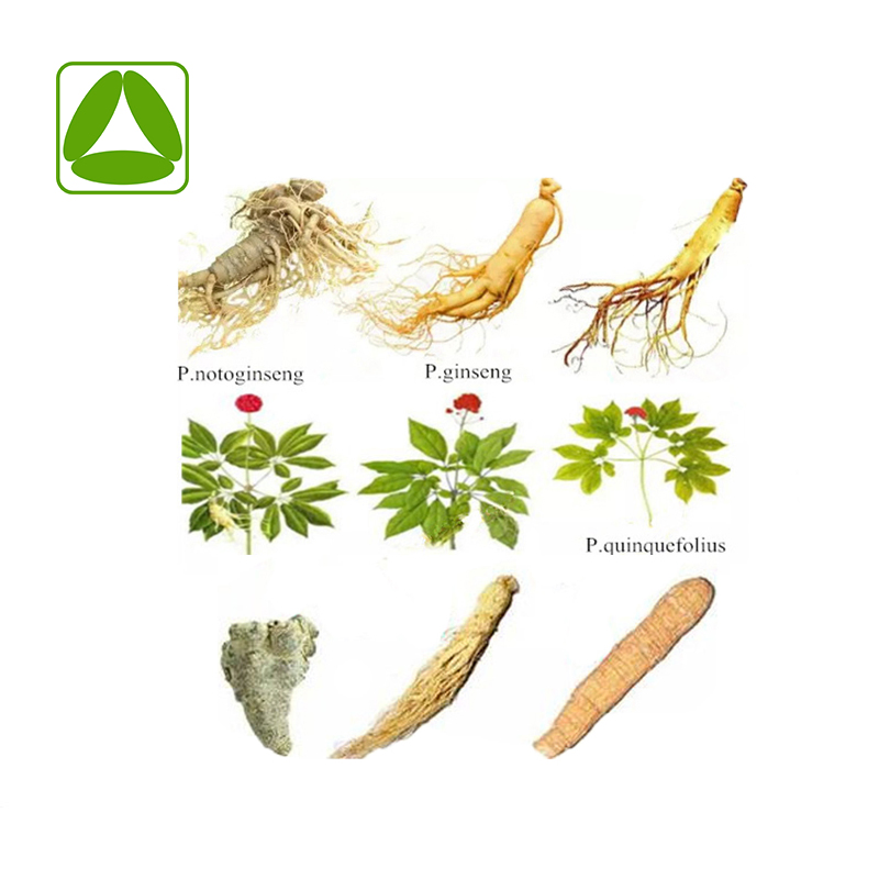 Pó de ginsenosídeo de fornecimento de fábrica extrato de ginseng panax