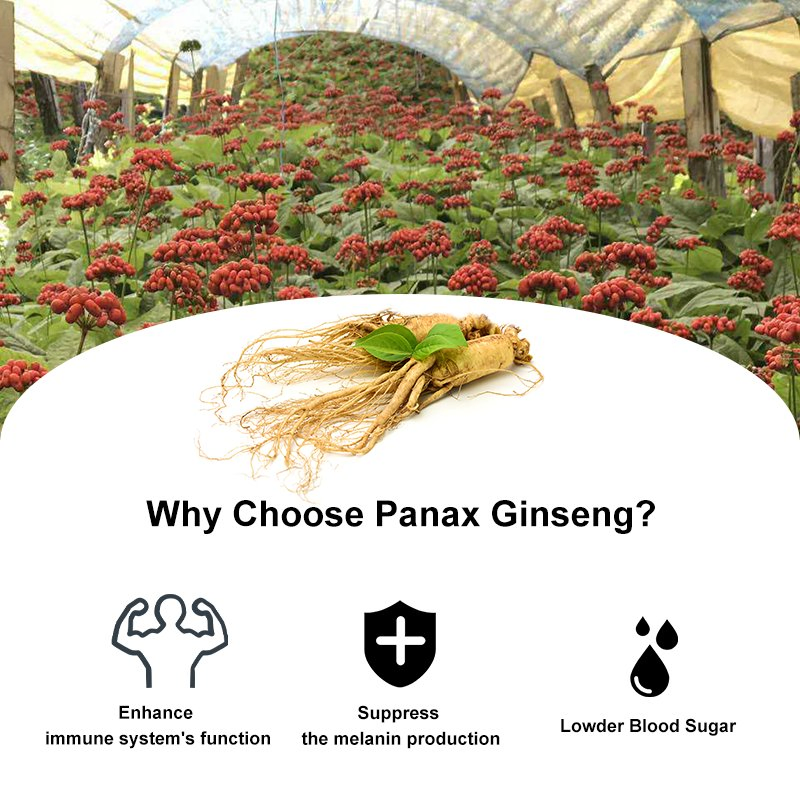 Extrato de Raiz de Panax Ginseng Ginsenosídeos de Marca Própria 20% HPLC Fabricação sob Contrato OEM ODM