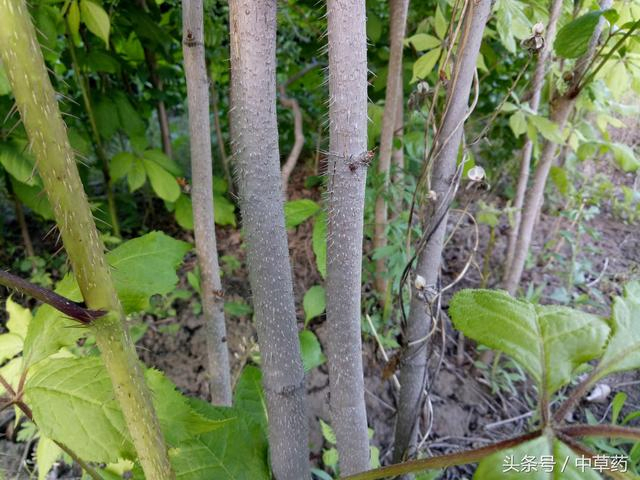 Extrato de Ginseng Siberiano 0.8% Eleuterósidos B+E Pó de Extrato de Raiz de Eleuthero Premium