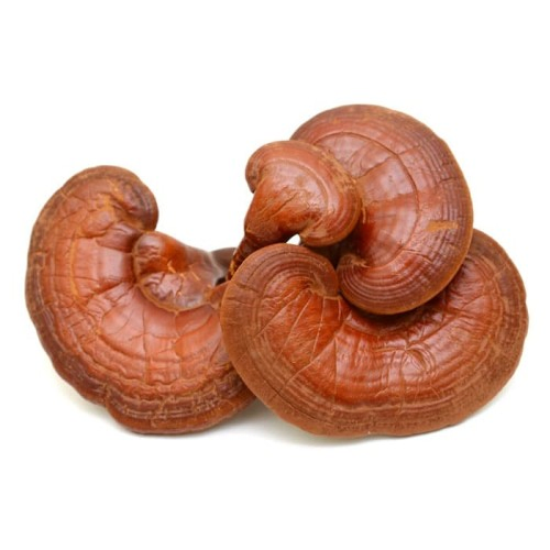 Extrato de Cogumelo Reishi para Antitumor usado em Suplemento Diário