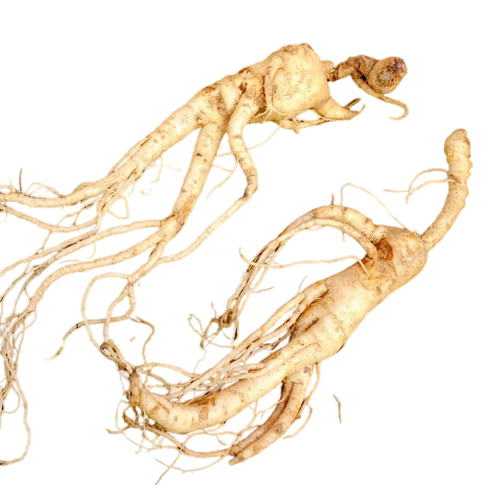 Melhor Preço Extrato de Raiz de Ginseng Panax Orgânico Premium - Amostra Grátis Baixa Quantidade Mínima de Pedido
