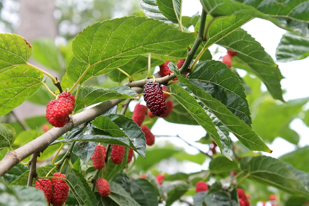 Extrato de Fruta de Amora Certificado ISO Puro Natural Extrato de Planta Forte Antioxidante Antocianidinas 25%