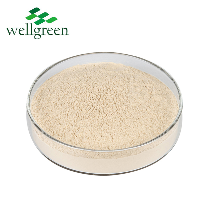 Extrato de Raiz de Ginseng Panax Premium 10% Fornecimento de Ginsenosídeos