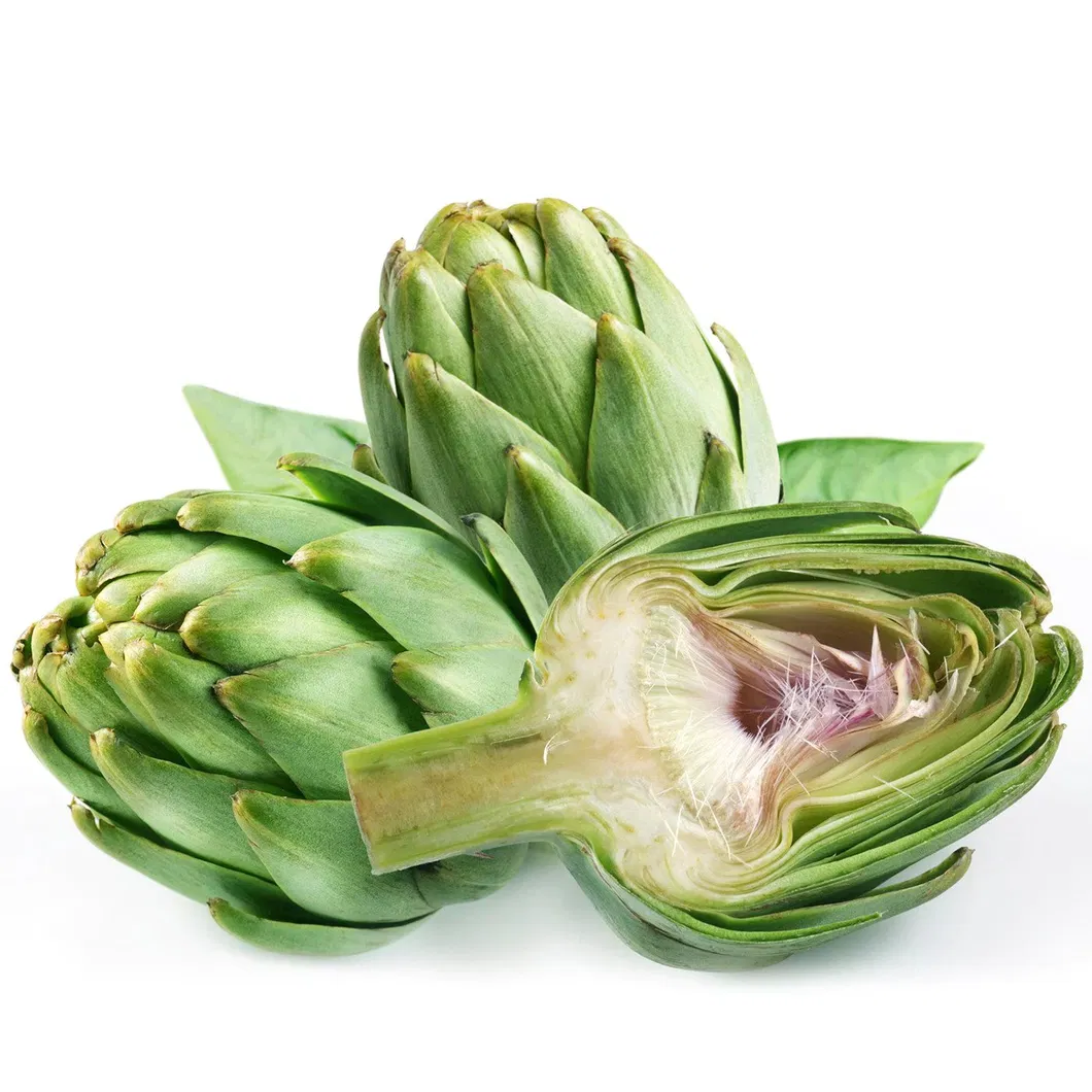 Extracto de alcachofra Cynara scolymus