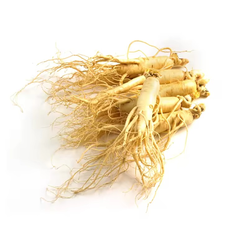 Fornecimento de Fábrica Extrato Natural de Caule e Folha de Panax Ginseng 15% Ginsenosídeos