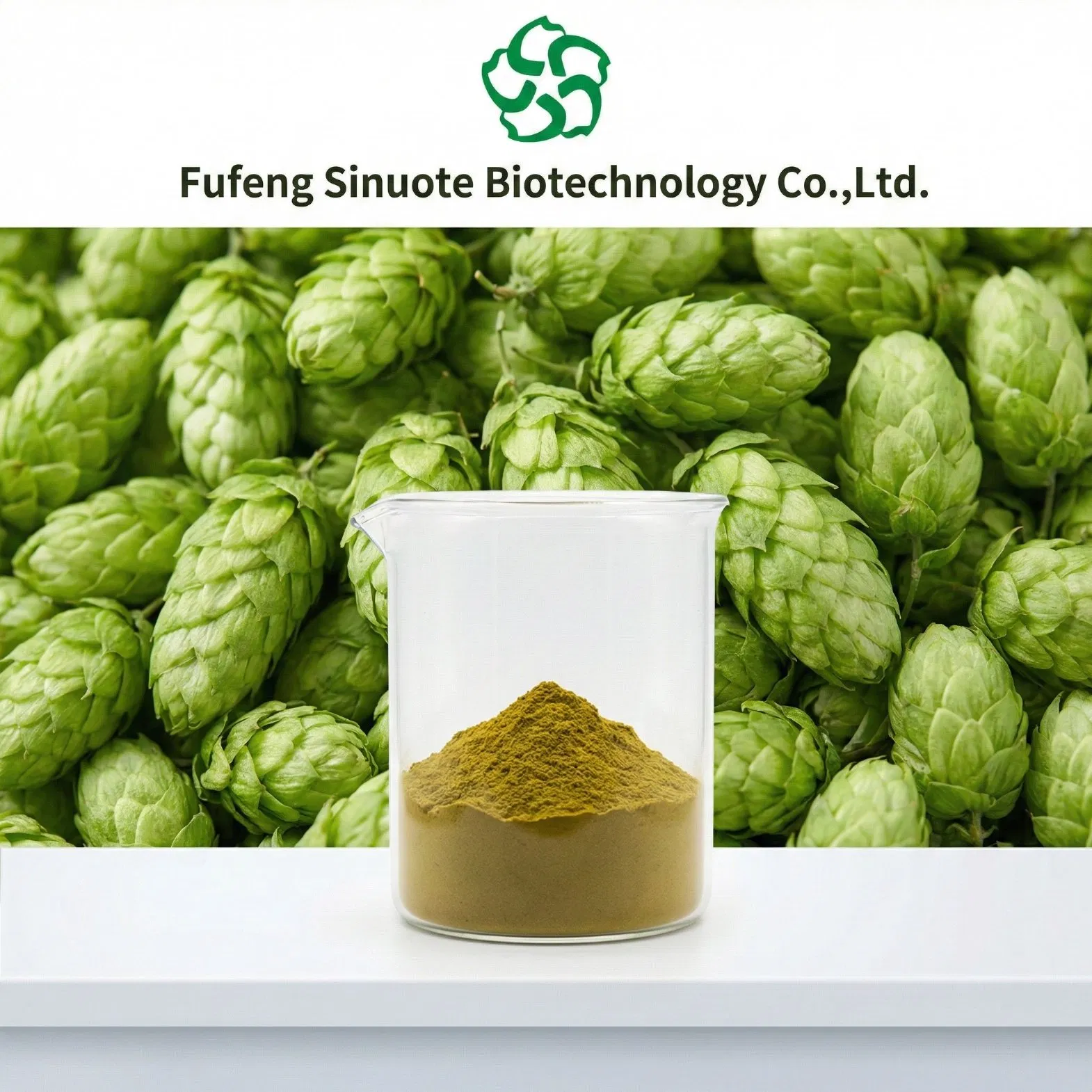 Extrato de Humulus Lupulus Extrato de Flor de Lúpulo em Pó (Flavonoides Padronizados 4%-10% / Xanthohumol HPLC) Auxiliar Natural do Sono e Ingrediente para a Saúde da Mulher cGMP