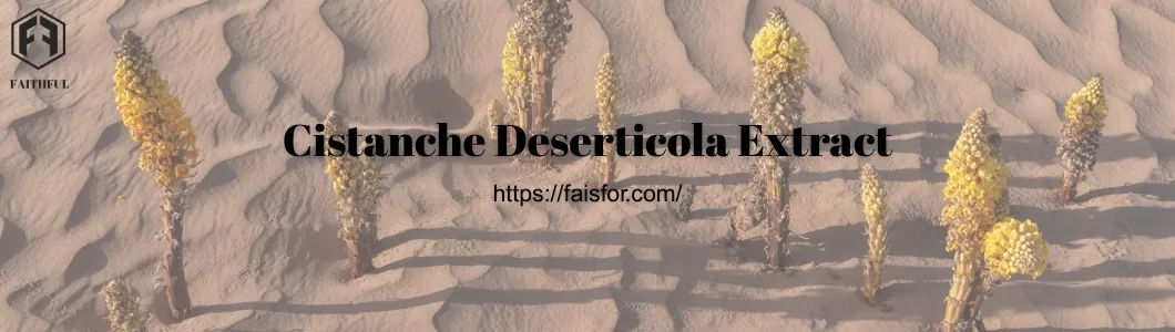 Extrato de Cistanche Deserticola de Alta Potência para Soluções Herbais Avançadas