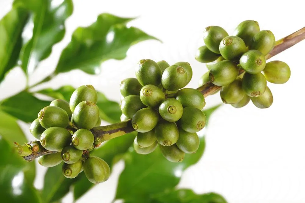 100% Extrato de Grão de Café Verde Natural para Suplemento de Saúde