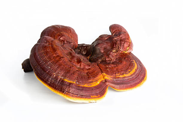 Extrato de Cogumelo Reishi para Antitumor usado em Suplemento Diário