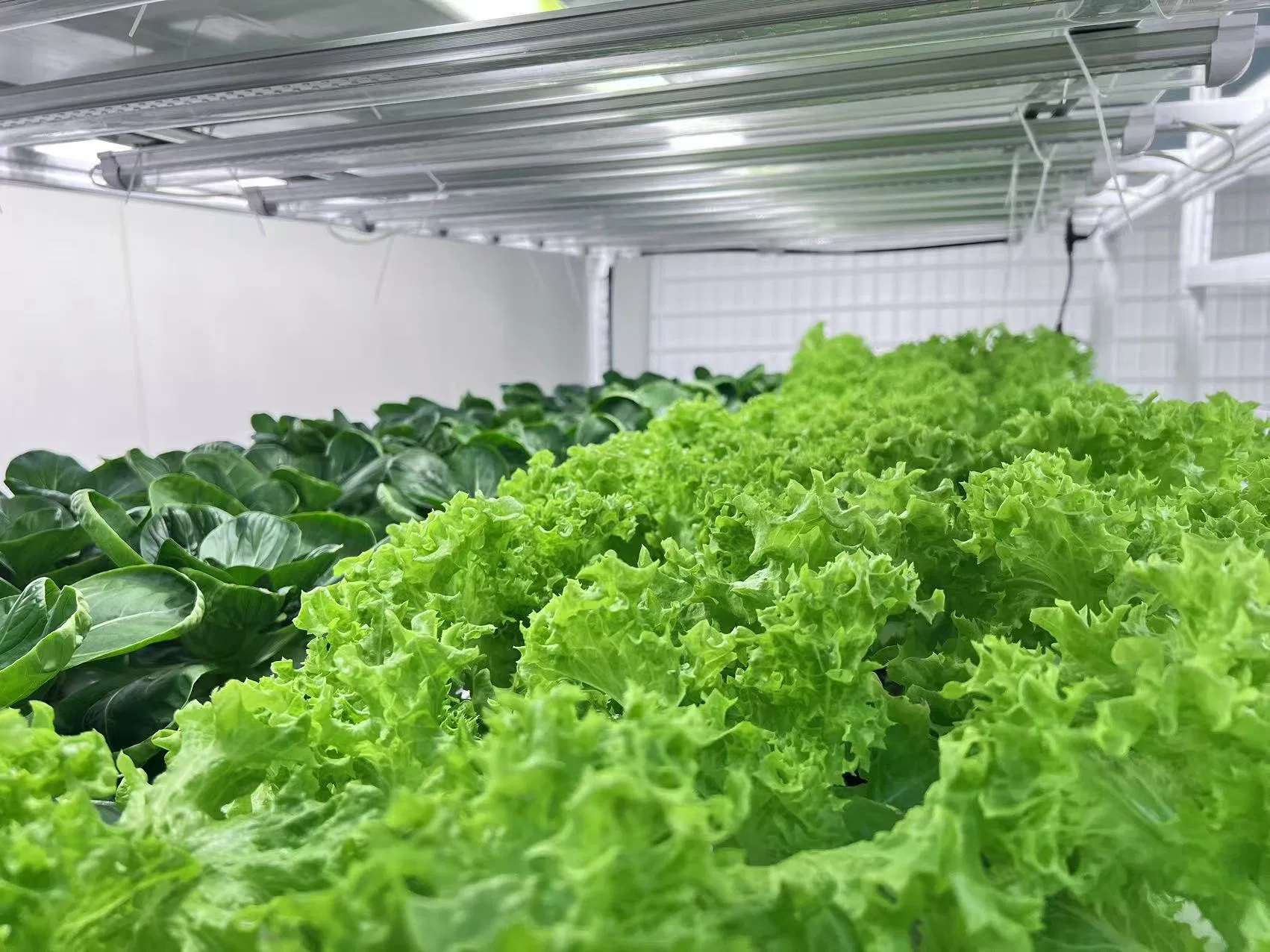 Reinfa Smart Vertical Hydroponics Farming Equipment-Lettuce Cultivation System with LED Lighting