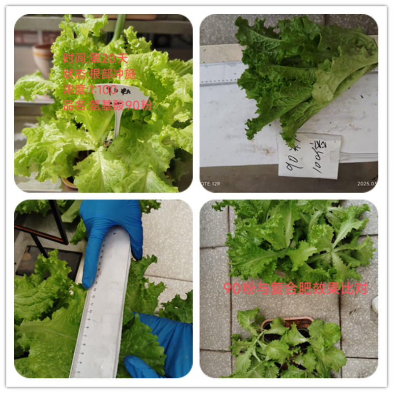 Water Soluble Plant-Based Amino Acid Powder 90 for Organic Farming Input