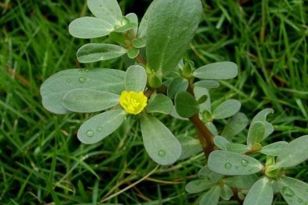 Factory Price Cosmetic Ingredients Herba Portulacae Extract/Portulaca Oleracea L. Extract Powder
