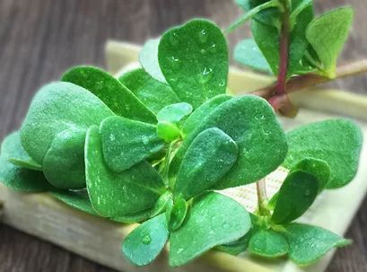 Portulaca Oleracea L. Powder
