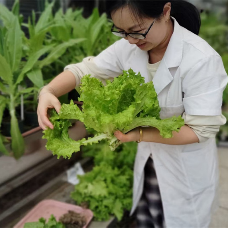 Water Soluble Plant-Based Amino Acid Powder 90 for Organic Farming Input