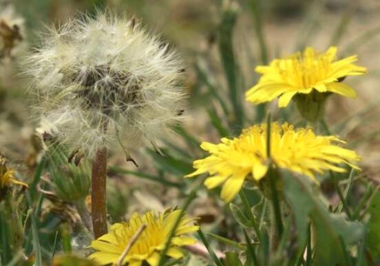 High Quality Pure Herbal Dandelion Extract 10:1 Powder 5% Flavonoids Dandelion Extract Powder