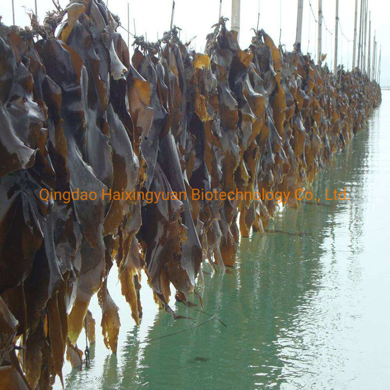 Natural Seaweed Powder Feed Grade Kelp Meal Feed Fodder Ingredient