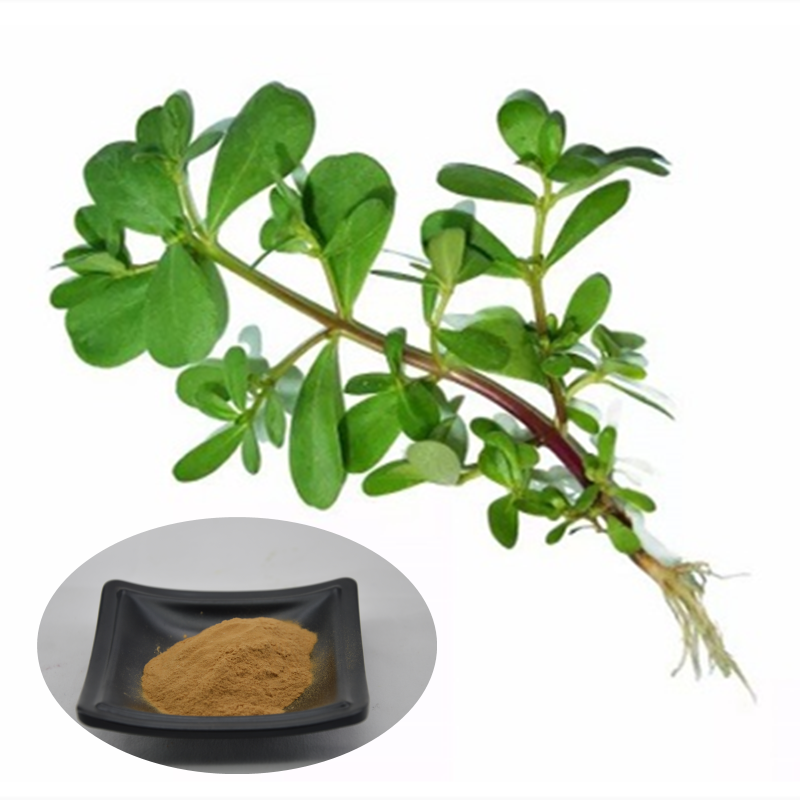 Herba Portulacae Extract Detail