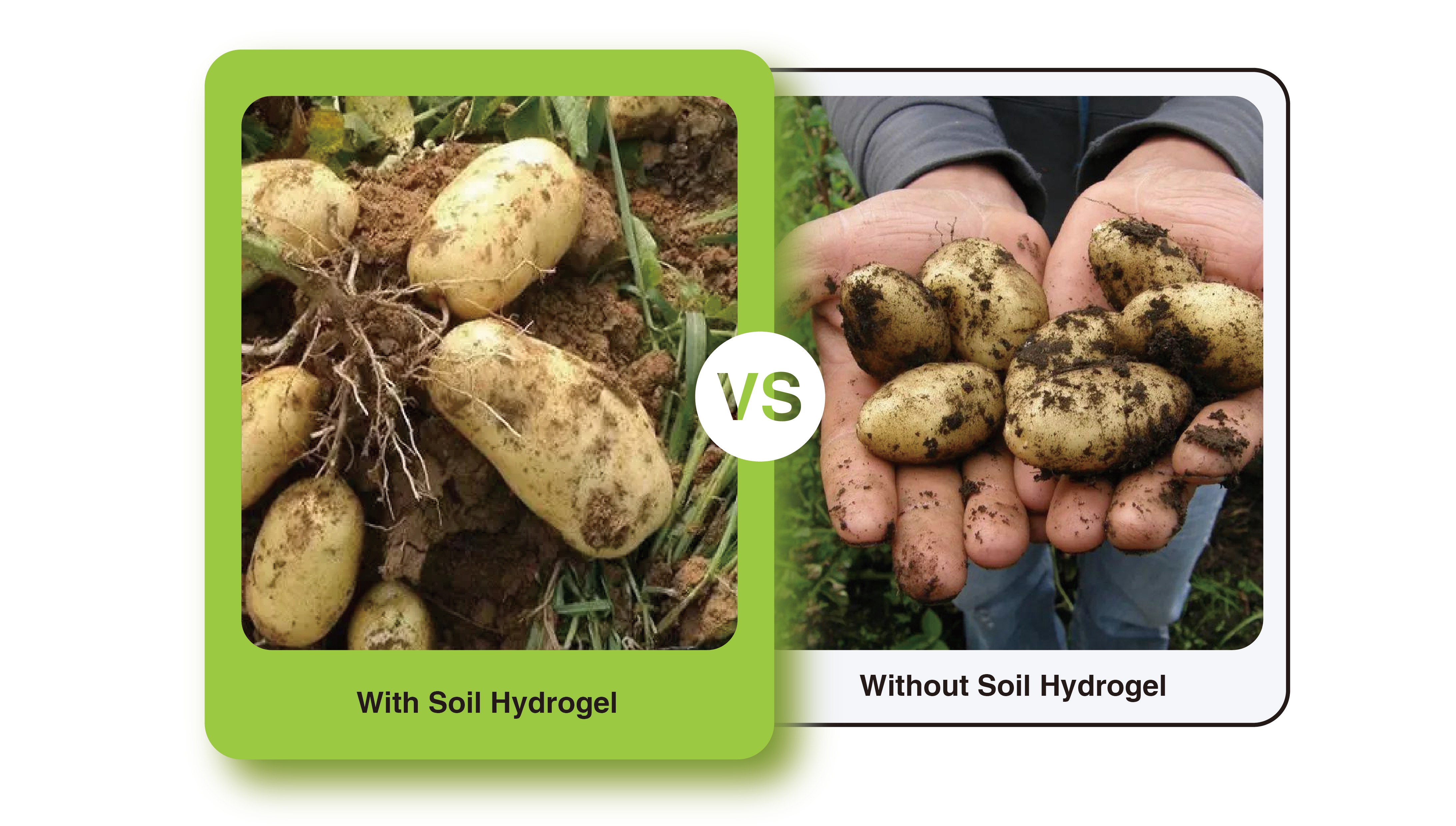 Potato Experiment Growth