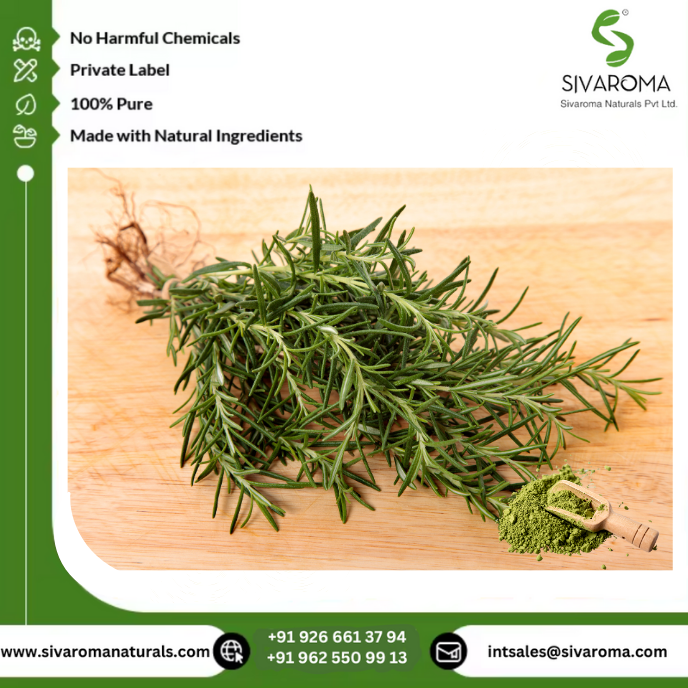 Natural Wild Rosemary Herbal Dry Extract Powder (100% Pure) Solvent Extracted Grade a for Flavoring Seasoning Culinary Cosmetic