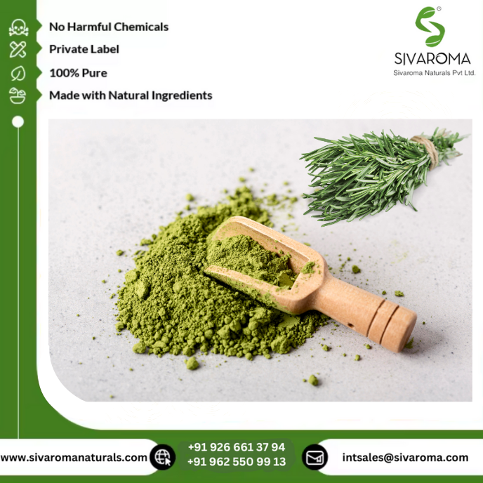 Natural Wild Rosemary Herbal Dry Extract Powder (100% Pure) Solvent Extracted Grade a for Flavoring Seasoning Culinary Cosmetic