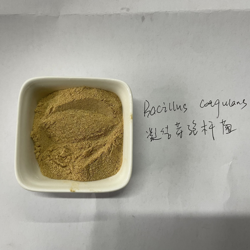 Bacillus Coagulans Food Grade Probiotic Powder Ingredients CAS 68038-65-3 China Origin
