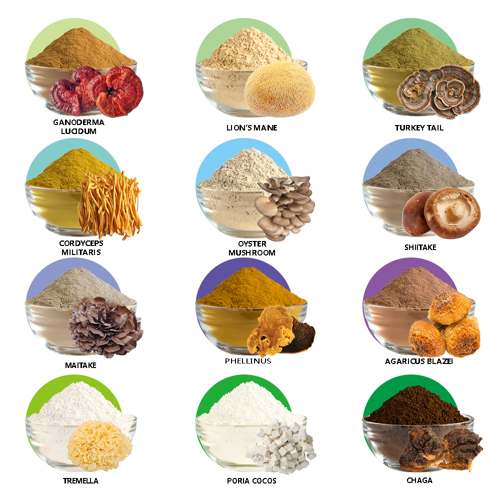 Private Label Herbal Mushroom Extract Powder - USDA Organic - Lions Mane, Reishi, Cordyceps, Chaga, Turkey Tail