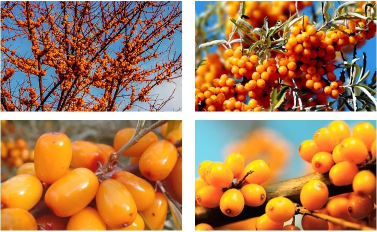 Pure Seabuckthorn Pulp Oil: High Omega-7 Nutraceutical Ingredient
