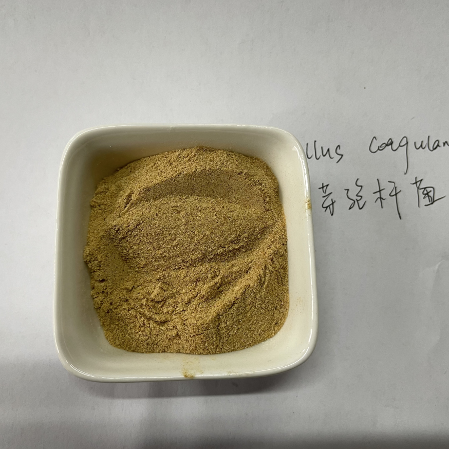 Bacillus Coagulans Food Grade Probiotic Powder Ingredients CAS 68038-65-3 China Origin