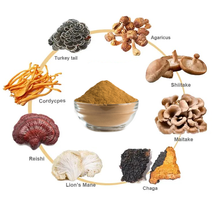 High Quality Herbal Mushroom Extract Powder OEM Wholesale Price Lions Mane Reishi Chaga Wuling Whole Fruit Body