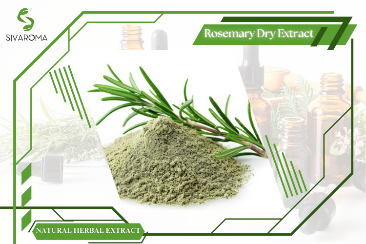 Natural Wild Rosemary Herbal Dry Extract Powder