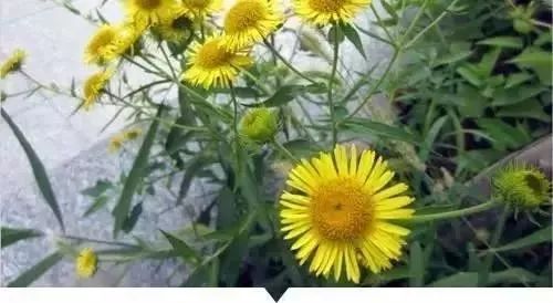 Natural Herbal Flos Inulae Extract Powder 10:1 Flos Inulae P.E