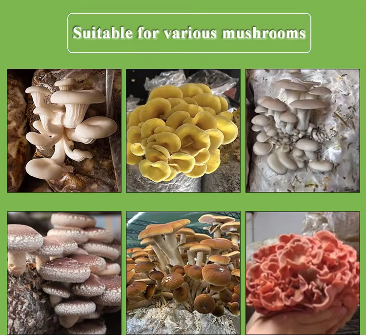Mushroom Cultivation Display