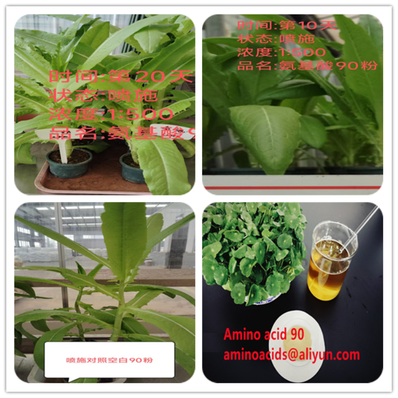Water Soluble Plant-Based Amino Acid Powder 90 for Organic Farming Input