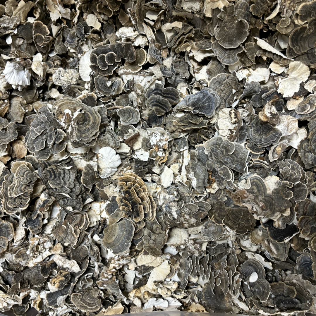 100% Water Soluble 6 in 1 Mushroom Extract Blend Powder 30% Polysaccharides