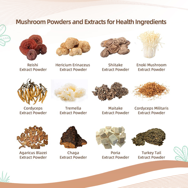 Private Label Customized Formula10 IN1 8 in 1 Mushroom Mix Mushroom Complex Powder Organic Mushroom Powder Blend